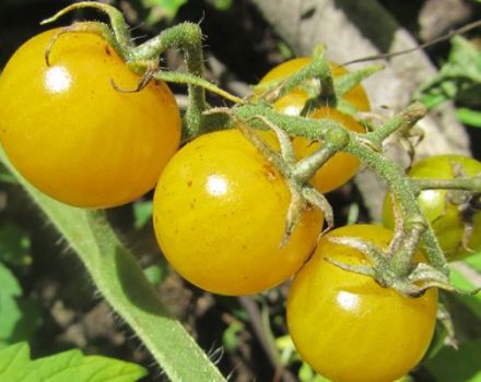 Description of the Dean tomato variety and its characteristics