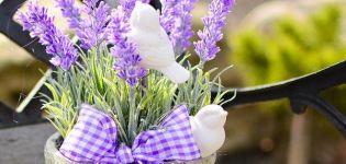 Useful properties and contraindications of lavender for the body, application features