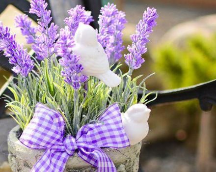 Useful properties and contraindications of lavender for the body, application features