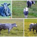 Cómo alimentar adecuadamente a una vaca en casa, normas de racionamiento por un día y un año.