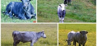 Description et caractéristiques des vaches de race bleue lettone, leur contenu