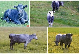 Descripción y características de las vacas de la raza azul letona, su contenido.