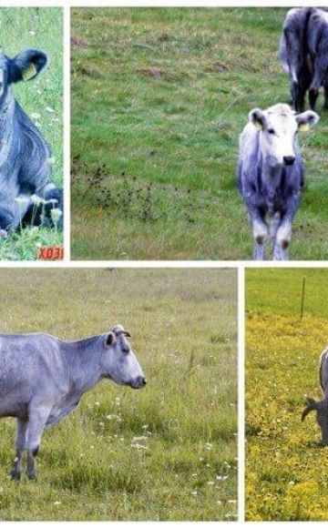 Descripción y características de las vacas de la raza azul letona, su contenido.