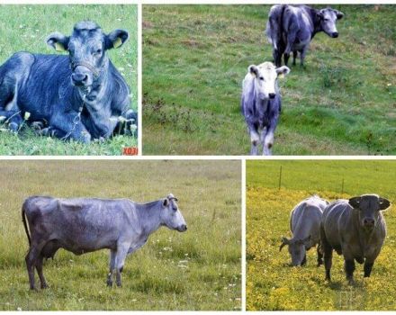 Description et caractéristiques des vaches de race bleue lettone, leur contenu