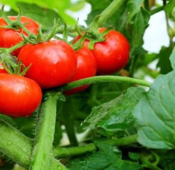 Eigenschaften und Beschreibung der Tomatensorte Explosion, deren Ertrag