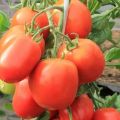 Description and characteristics of the tomato variety Children's sweetness, its yield