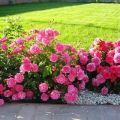 Description of varieties of Border roses, planting, growing and care in the garden