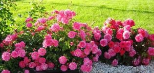 Description of varieties of Border roses, planting, growing and care in the garden