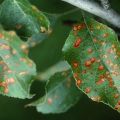 Causes de l'apparition de taches brunes sur les feuilles d'un pommier et comment traiter la maladie