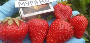 Description and characteristics of Murano strawberries, cultivation and reproduction