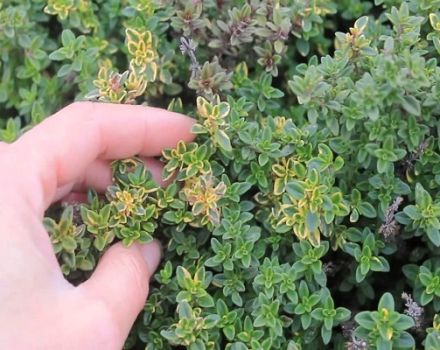 Growing, planting and leaving lemon thyme (thyme) from seeds