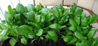 How to grow sorrel at home on a windowsill from seeds and rhizomes, preparation of planting material and care of the crop