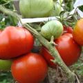 Penerangan mengenai varieti tomato Lev Tolstoy, ciri teknologi pertanian