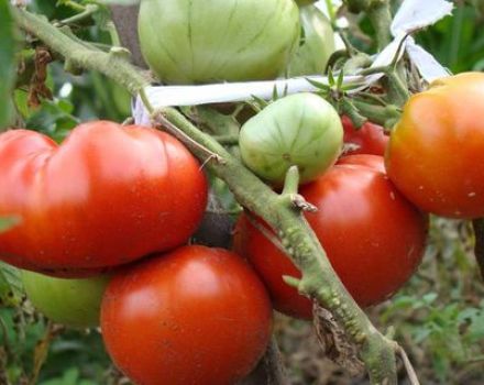 Descripción de la variedad de tomate Lev Tolstoy, características de la tecnología agrícola.