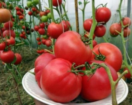 Caractéristiques et description de la variété de tomate Raspberry Sunset