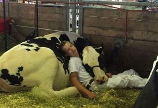 Comment et dans quelle position les vaches dorment-elles, combien de temps elles se reposent et l'impact sur la santé