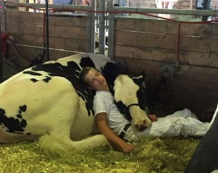 Hoe en in welke houding slapen koeien, hoelang ze rusten en de impact op de gezondheid