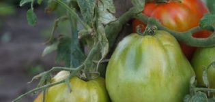 Description and characteristics of the ultra-early variety of Raja tomato