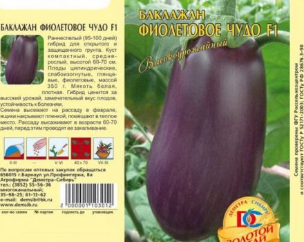 Description de la variété d'aubergine Purple miracle, caractéristiques de culture et de soins