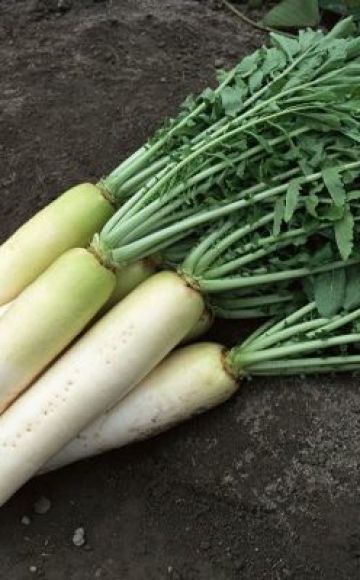 Description and characteristics of the best types (varieties) of radish for open ground