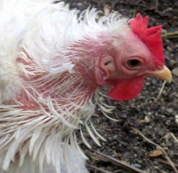 Comment se débarrasser rapidement des plumes chez les poulets à la maison, remèdes pour le traitement