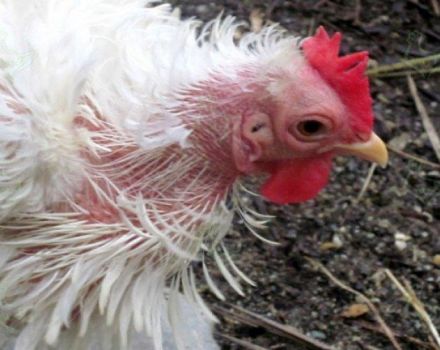 Cara cepat menghilangkan bulu pada ayam di rumah, ubat untuk rawatan