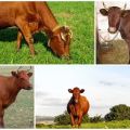 Description and characteristics of cows of the Krasnogorbatov breed, their content