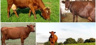 Descripción y características de las vacas de la raza Krasnogorbatov, su contenido.