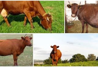 Description and characteristics of cows of the Krasnogorbatov breed, their content