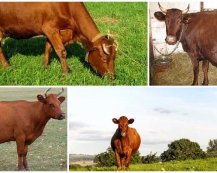 Description and characteristics of cows of the Krasnogorbatov breed, their content