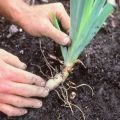 Cómo trasplantar iris en el otoño a otro lugar, términos y reglas para dejarlos después.