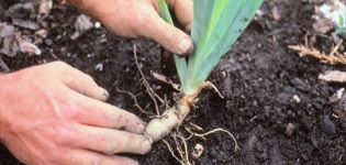 Cómo trasplantar iris en el otoño a otro lugar, términos y reglas para dejarlos después.