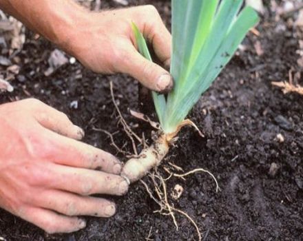 How to transplant irises in the fall to another place, terms and rules for leaving after