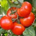 Ciri-ciri dan penerangan mengenai varieti, hasil dan penanaman tomato masak Siberia