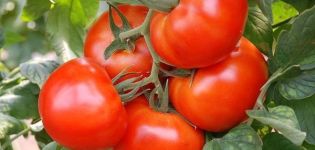 Ciri-ciri dan penerangan mengenai varieti, hasil dan penanaman tomato masak Siberia