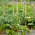 Con lo que se puede plantar remolacha en el mismo jardín, compatibilidad con cebollas y otras verduras.