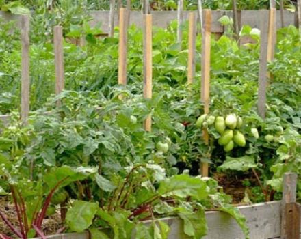 Con lo que se puede plantar remolacha en el mismo jardín, compatibilidad con cebollas y otras verduras.