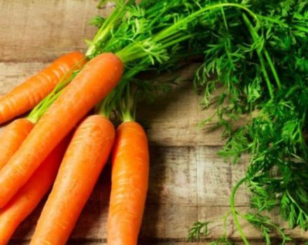 Pourquoi les carottes frisées et que faire, les remèdes populaires et les méthodes