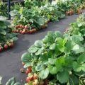 Cómo hacer una cama de jardín y plantar fresas debajo de un material de cobertura negro