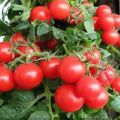 Characteristics and description of the tomato variety Red Pearl