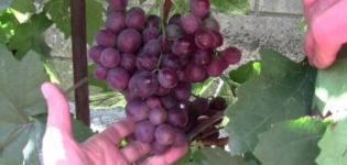 Description and history of the selection of Senator grapes, advantages and disadvantages