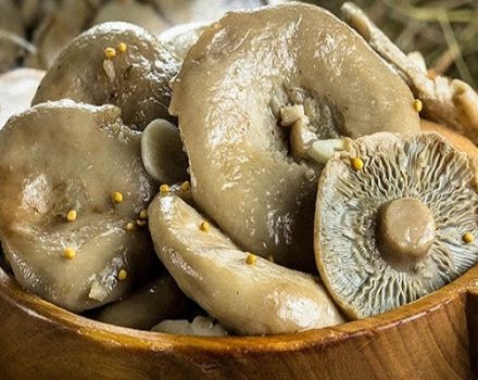 Simple recipes for salting milk mushrooms at home with hot and cold methods