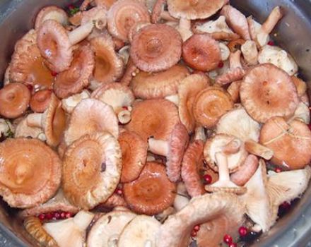 Comment saler les vagues et traire les champignons pour l'hiver, est-il possible de rapprocher