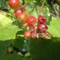 How to deal with spider mites on currants with folk remedies and preparations