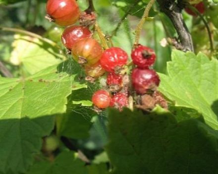 How to deal with spider mites on currants with folk remedies and preparations