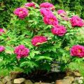 Rules for planting and caring for a tree peony, growing and why it does not bloom