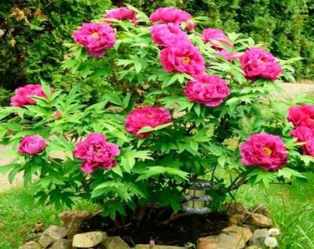 Rules for planting and caring for a tree peony, growing and why it does not bloom