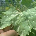 Why does a white bloom appear on the leaves of the vine, effective control measures and how to treat