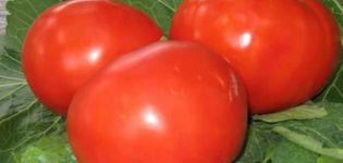 Descrizione della varietà di pomodoro Plump, caratteristiche di coltivazione e resa