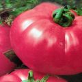 Description du thé à la tomate rose et caractéristiques de la variété